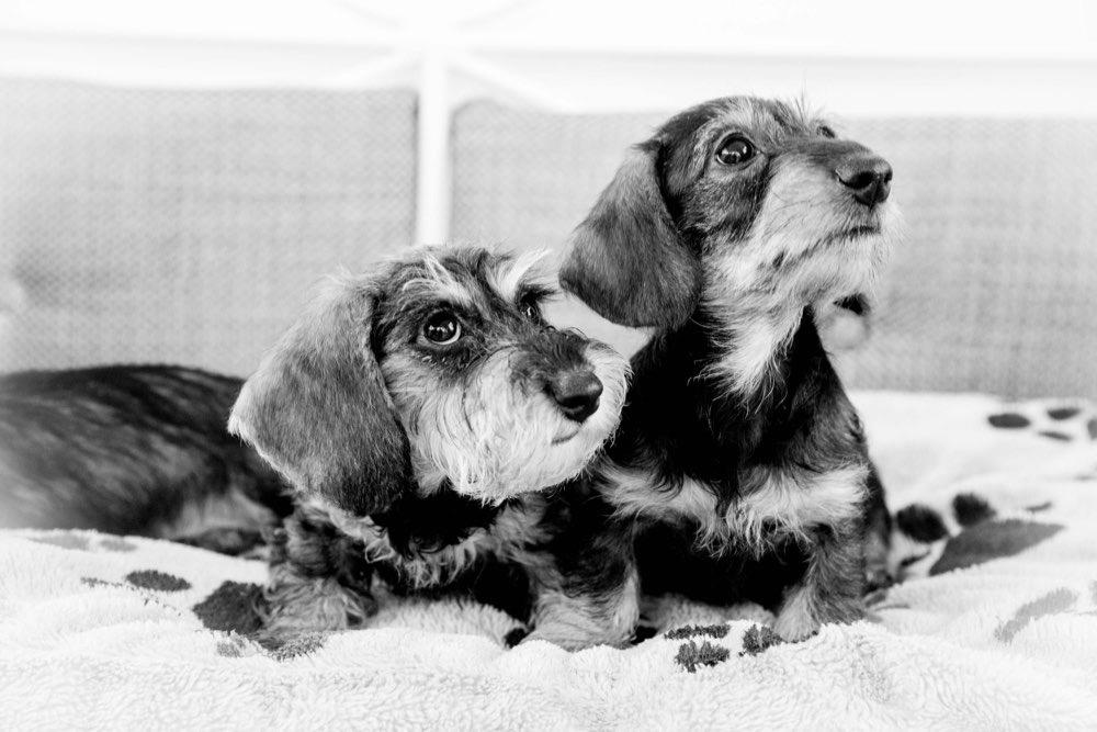 cuccioli di bassotto adozioni in tutta italia