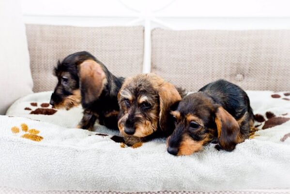 cucciolo di bassotto di razza con pedigree