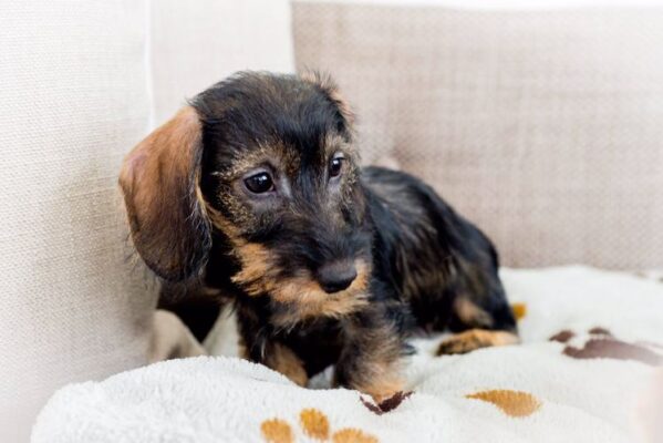 cuccioli di bassotto per adozione